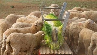 Avances en la Producción Agrícola (AgroExpo) - TvAgro por Juan Gonzalo Angel