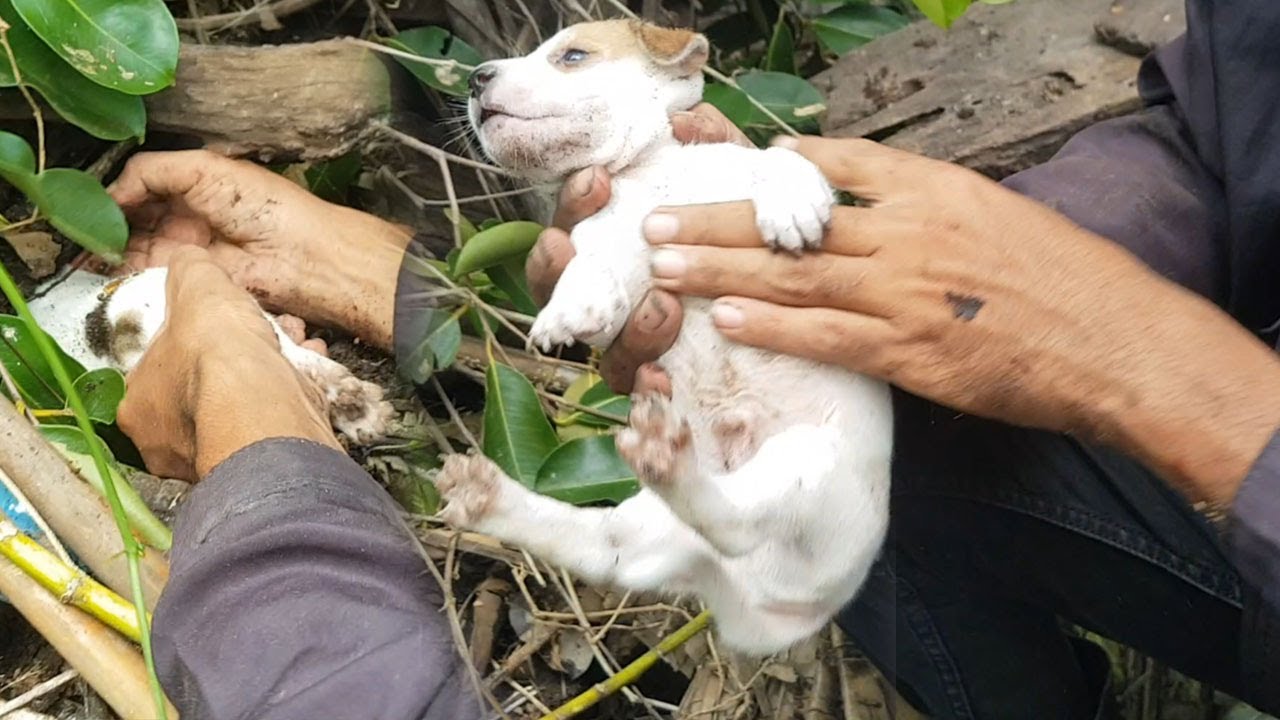 Rescue so pity puppies the mom dog lose long time ago