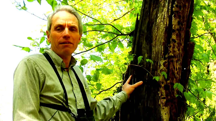 Natural Wonders with Jeanne Jones - Snags