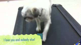 Paprika on Treadmill at Belvedere Veterinary Center- Because It s Fun