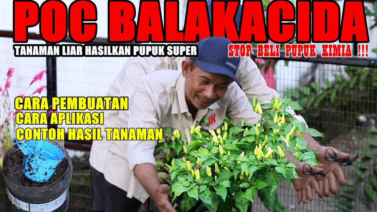 TERBUKTI Tanaman Saya jadi Subur dan Buahnya Lebat Pakai Pupuk ini | POC BALAKACIDA