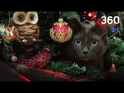 Котики против ёлок: кто победит?