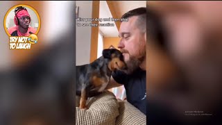 Kiss Your Dog And Then Stop To See Their Reaction... screenshot 2