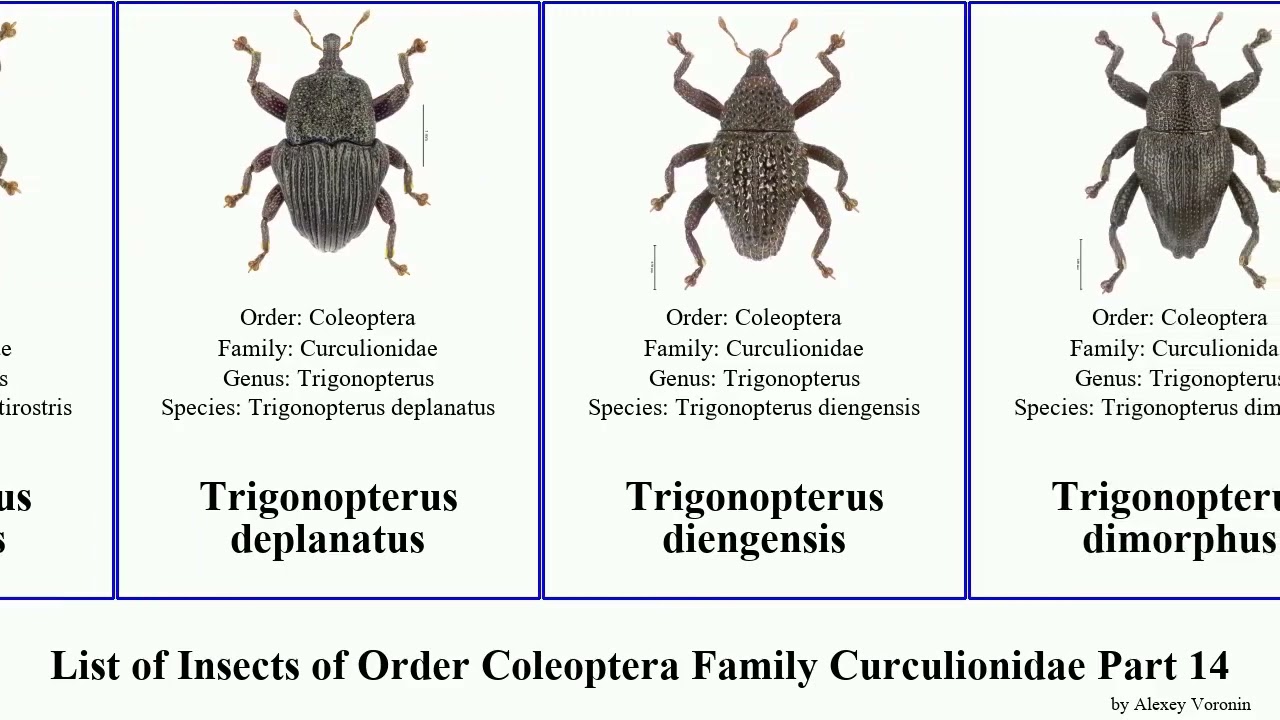 List of Insects of Order Coleoptera Family Curculionidae Part 14 trigonopterus artemis asterix