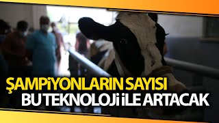 Yüksek Verimli Hayvanların Sayıları Embriyo Transferi İle Artırılacak