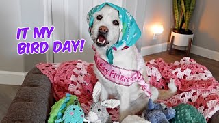 Princess' 9th Birthday!! by Life with Labrador Lucy 18,079 views 1 year ago 8 minutes, 8 seconds