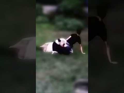 Video: Pet Scoop: Žmogus atsibunda, kad pakliuvytų savo kojomis, Giant Panda duoda gimdymą dvyniams