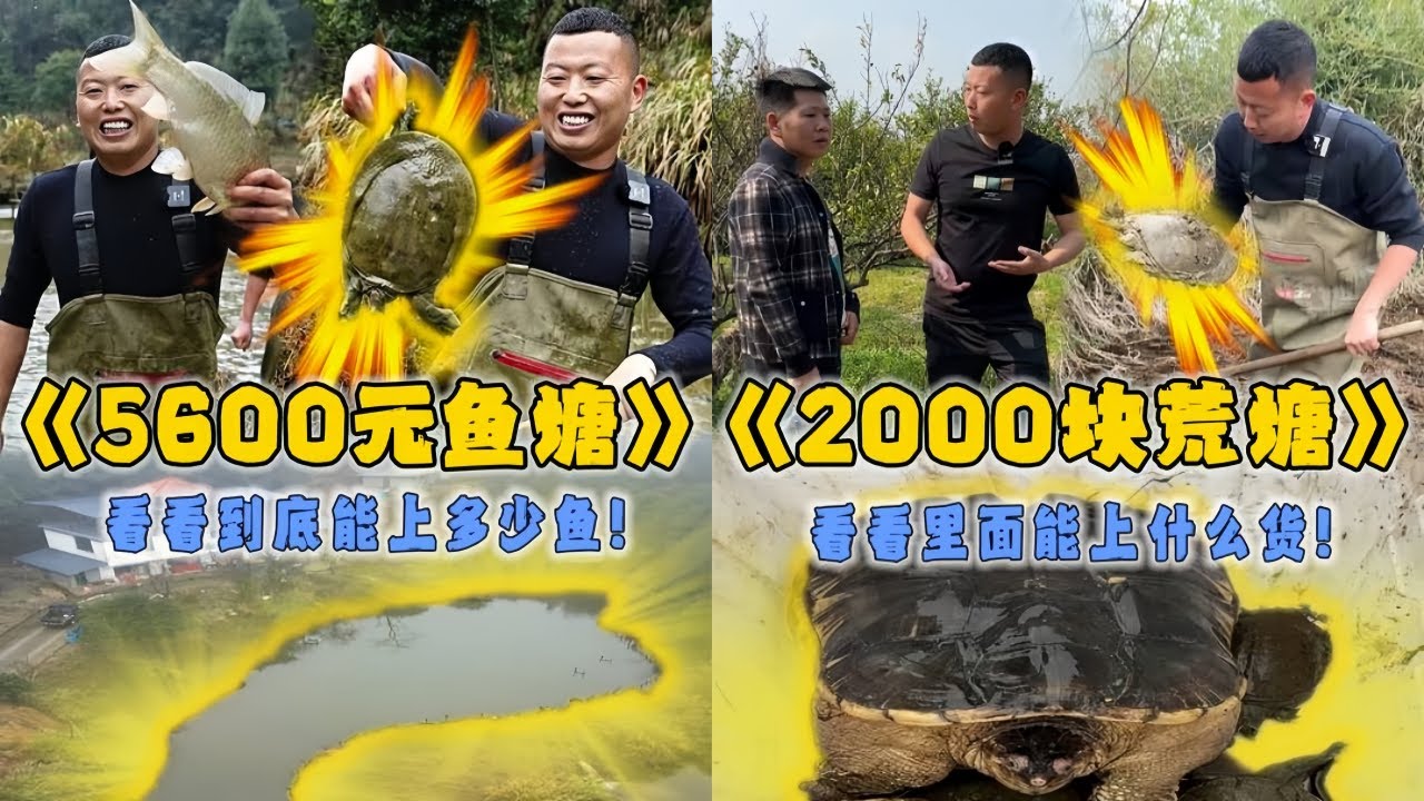 小飞哥花5600元包下山顶上的鱼塘，看看里面的鱼有多大？｜花2000元包下的荒塘，看看里面会有什么货？