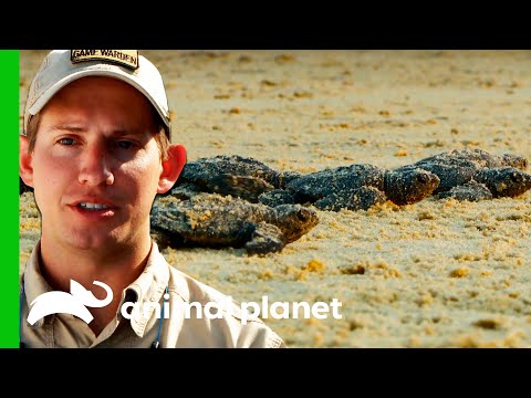 Turtle Hatchlings Are Released Into The Ocean! | Lone Star Law