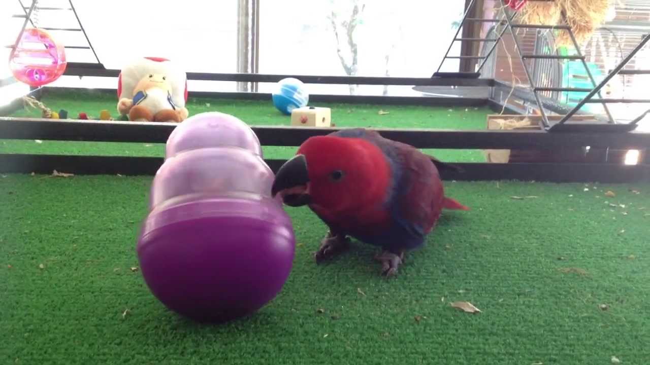 Eclectus Parrot Uses Kong Cat Wobbler