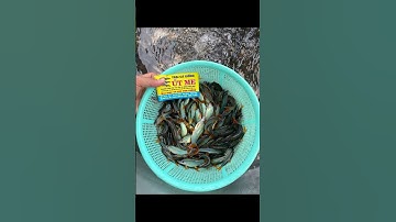 Cá lóc. Cá lóc bông #cá_giống #trại_cá_giống_út_me #traicagiongdongthap 0909770509