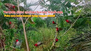 Cara menjebak berbagai macam jenis burung kicau menggunakan lidi kelapa dan lem pulut,easy Bird trap