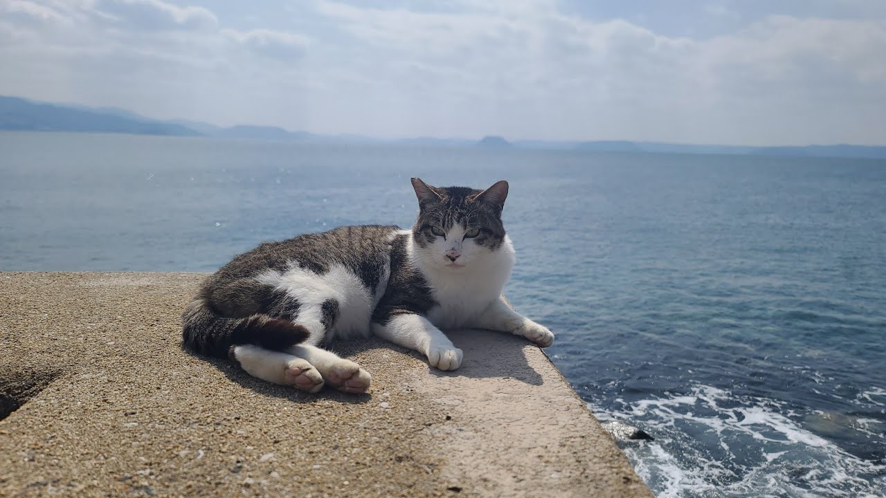 感動猫動画 のライブ配信