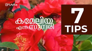 കമലയ ചട Plant Care 10 Tips കരതല വളർചച വഴകള