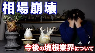 塊根植物業界の変化と今後どうなっていくか予想してみました