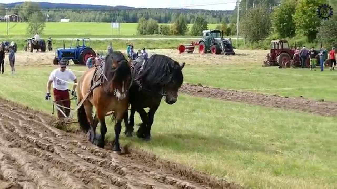 Plowing with horses / Plöjning med Nordsvenskar - veteranplöjning Holmträsk 2015