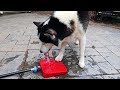 What is Dog Water Fountain?