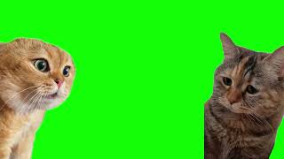 Talking cats meme (Relationship cats meme) Green screen