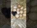 Siri first chick #ytshorts #chicken #new #reels #explore #minivlog #indian #desi #poultry #hatching