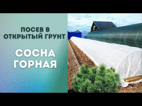 Посеяли горную сосну в открытый грунт|Мугус. Пумилио. Отказались от посева в кассеты.