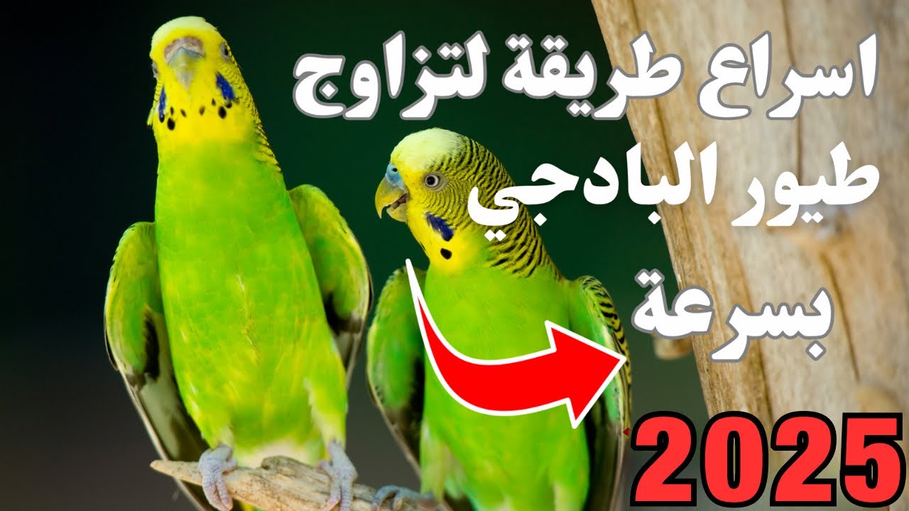 30 دقائق صوت تحفيز البادجي على التزاوج + أصوات تزاوج طيور الحب  انتى البادجي ت*هيج نار 🔥🔥🔥