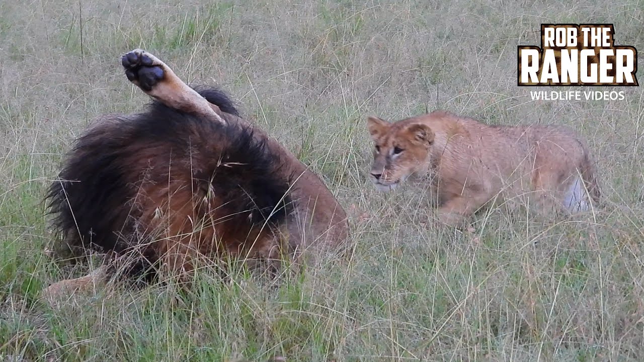 Downpour Drama: LIONS Get Soaked in Heavy Rain | Lalashe Mara Ripoi Safari