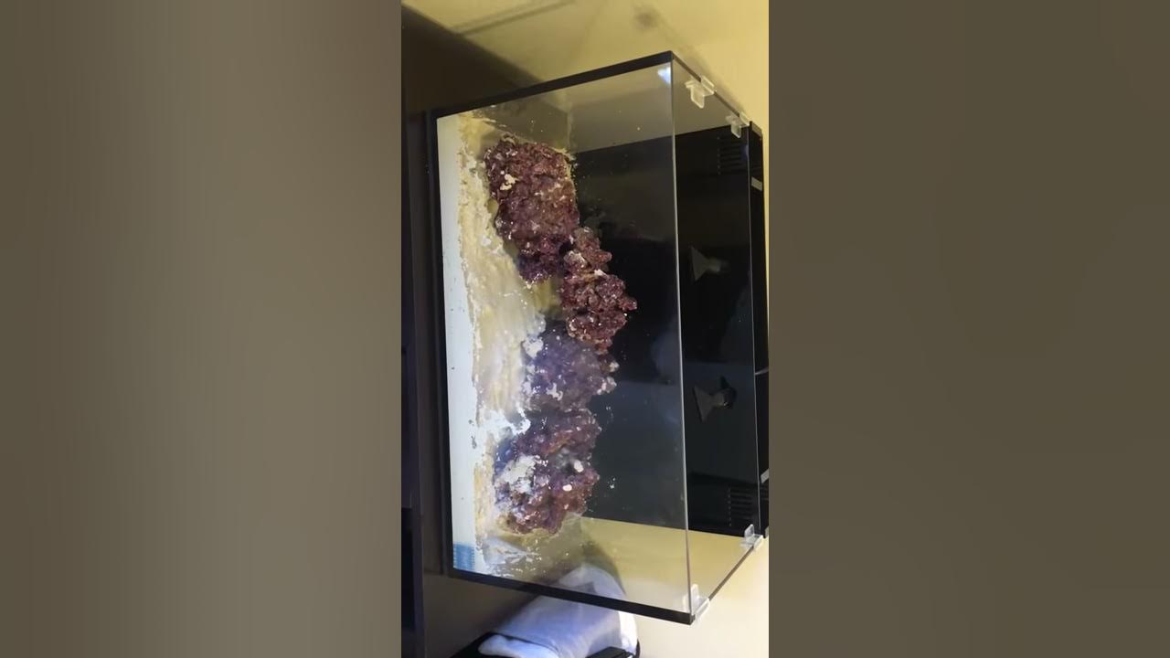 20 Gallon Reef Aquarium (Set Up) YouTube