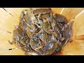 HOW TO CATCH BLUE CRABS IN NEW JERSEY!!