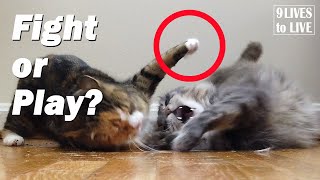 7 Clues to Tell if Your Cats are Fighting or Playing