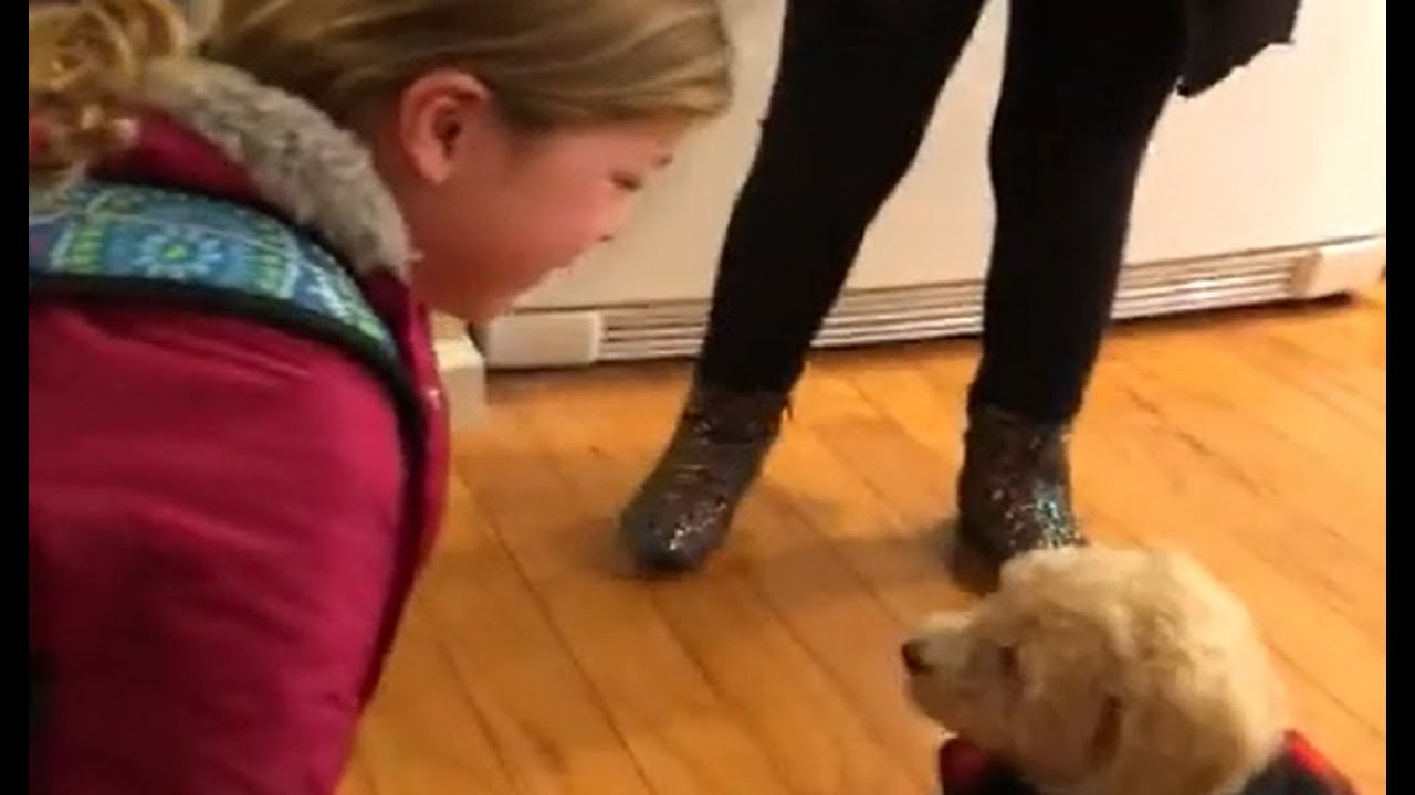 videos for cats Little girl cries tears of joy after puppy surprise