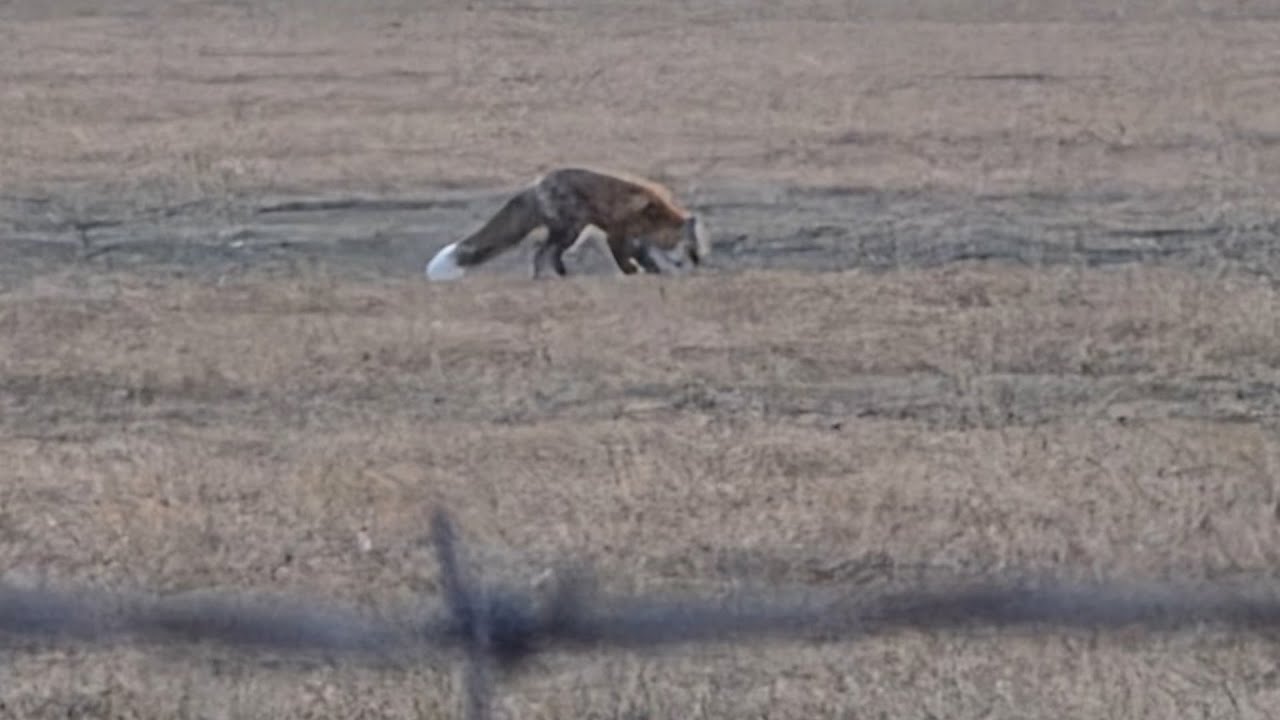 Caught on camera: red fox wanders across Central Oregon pasture