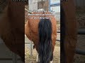He’s not even happy #horse #helpthemfoundation #rescueefforts #donaters #donatenow