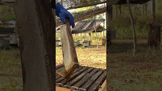 Fresh Honey Harvest 🍯 | Raw Honeycomb Cutting &amp; Extraction #shorts