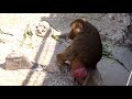 Hamadryas Baboons (Budapest Zoo)