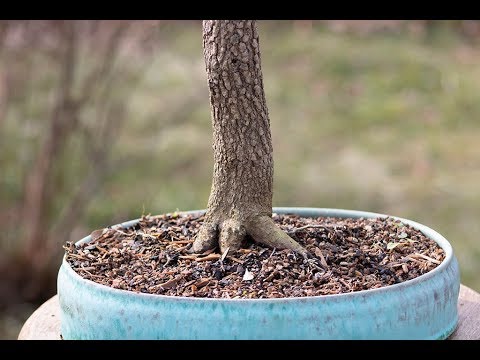 Video: Mis on Blackhaw Viburnum Tree: Blackhaw puu hooldamine maastikul