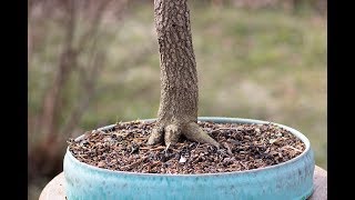 Repotting a Bonsai: Viburnum 2018
