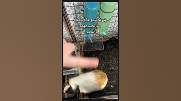 Clean the guinea pig cage with me✨ASMR Edition✨#pets #guineapig #fypシ゚viral #makethisgoviral #piggy