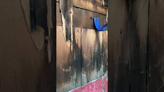 Remove Old Siding with Vaughan Superbar #asmr #marshalltown #madeinusa #tools4life