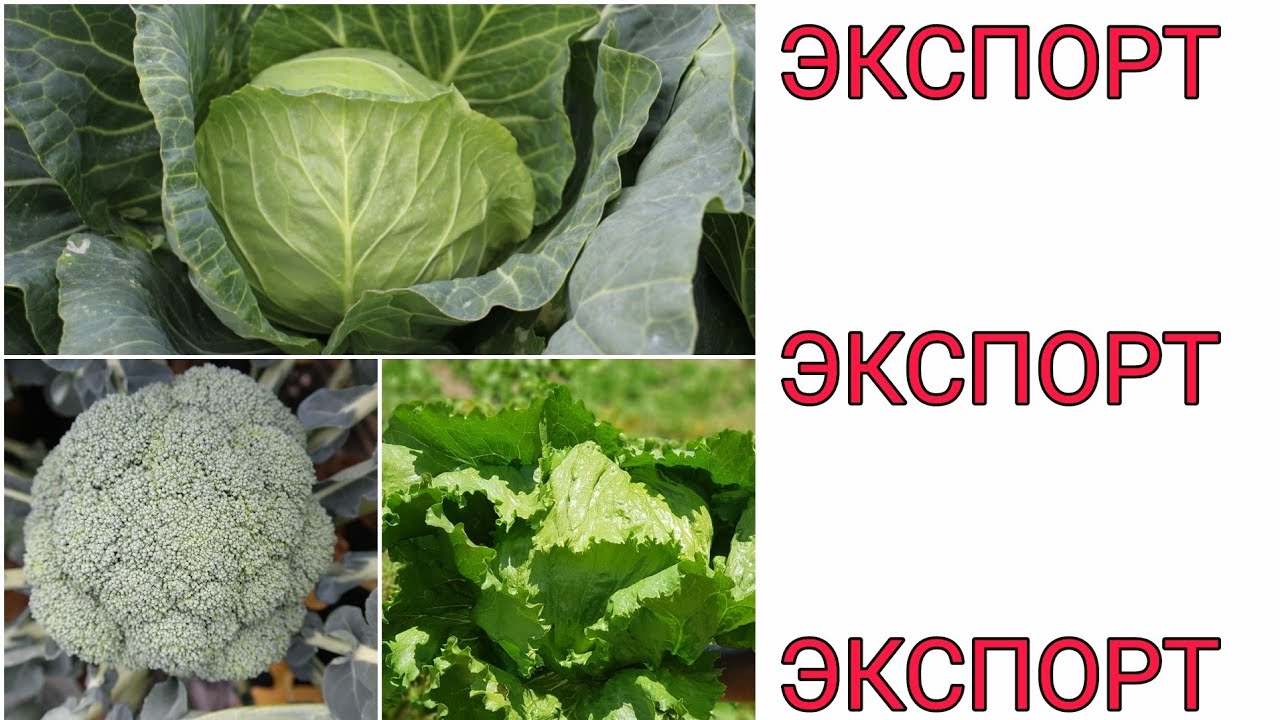 САБЗАВОТЛАР ЭКСПОРТИ ХАҚИДА СУХБАТЛАШАМИЗ