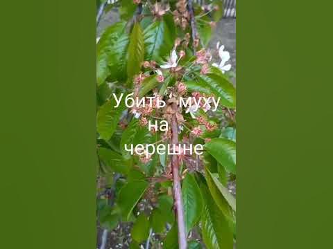 Убить вишневую муху на черешне🍒 - YouTube