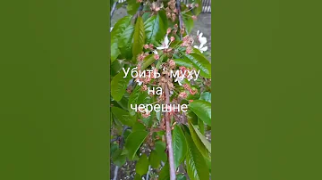 Убить вишневую муху на черешне🍒