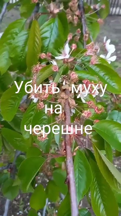 Убить вишневую муху на черешне🍒 - YouTube