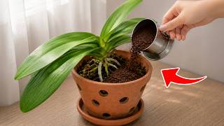 Don’t Throw Away Used Coffee Grounds! 14 Genius Reuses That Will Save You Money | Linda Home screenshot 2