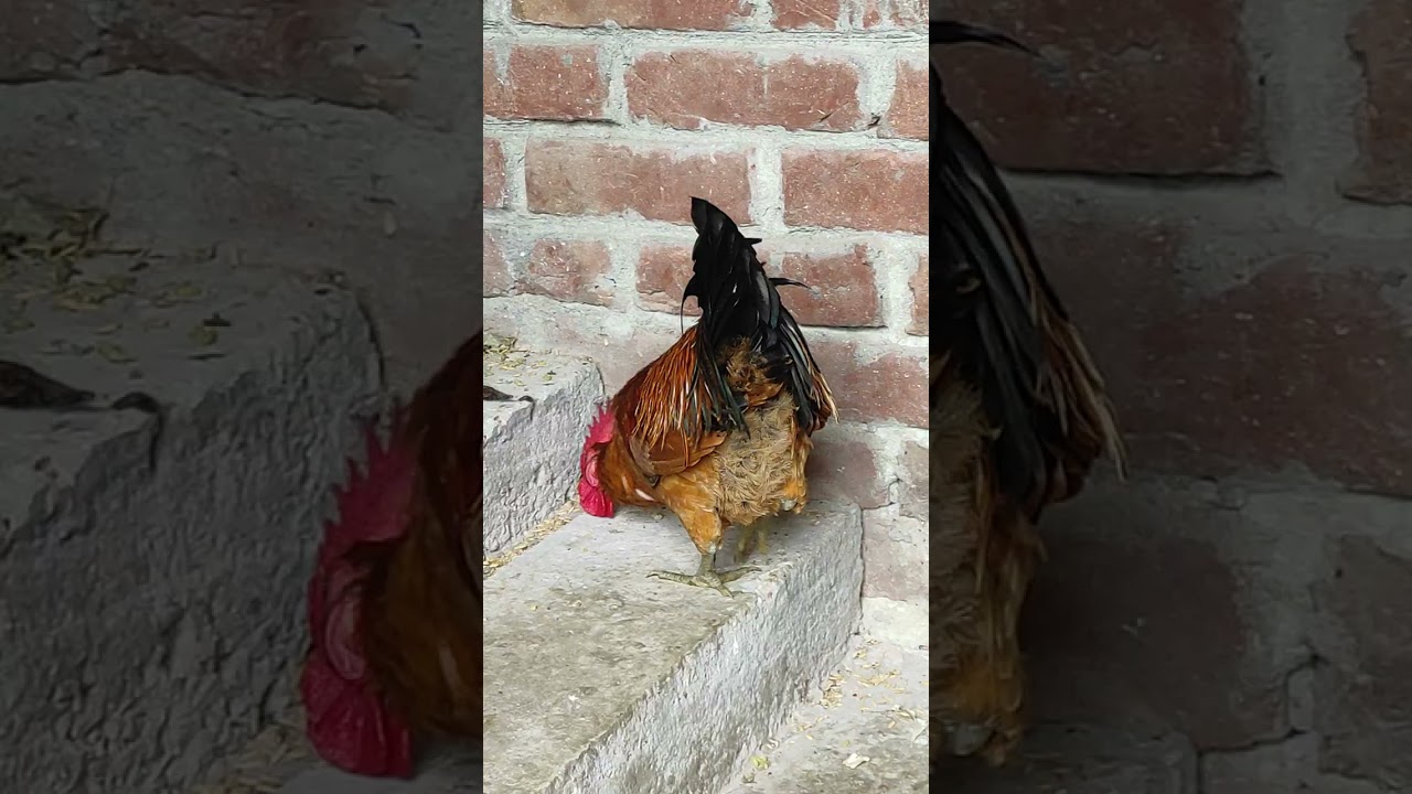 Desi Rooster crowing