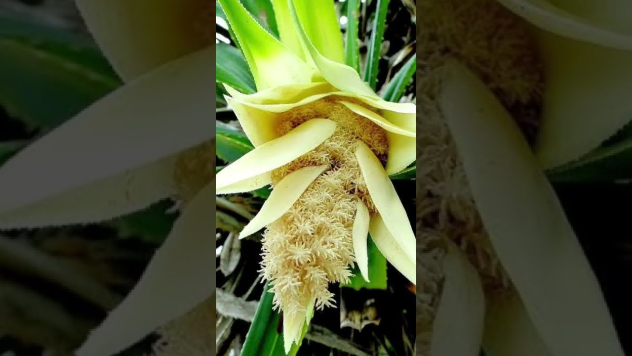 அழகான மலர்கள் 2 pannalla pannalla 