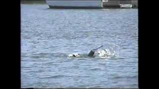 20020200 Part 5 Manatees Pelicans and Dolphins