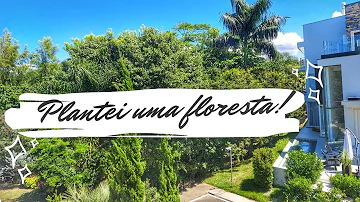 Como fazer um bosque em casa?