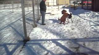 Hershey, Domino Peter.avi