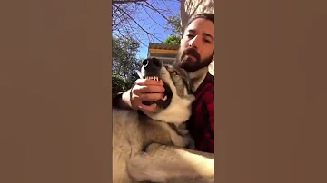 الكلب الذئب WOLF DOG حيوانات ذئاب 