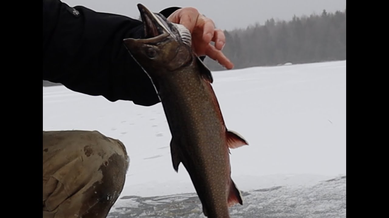 Maine Ice Fishing Early Season BROOK TROUT YouTube